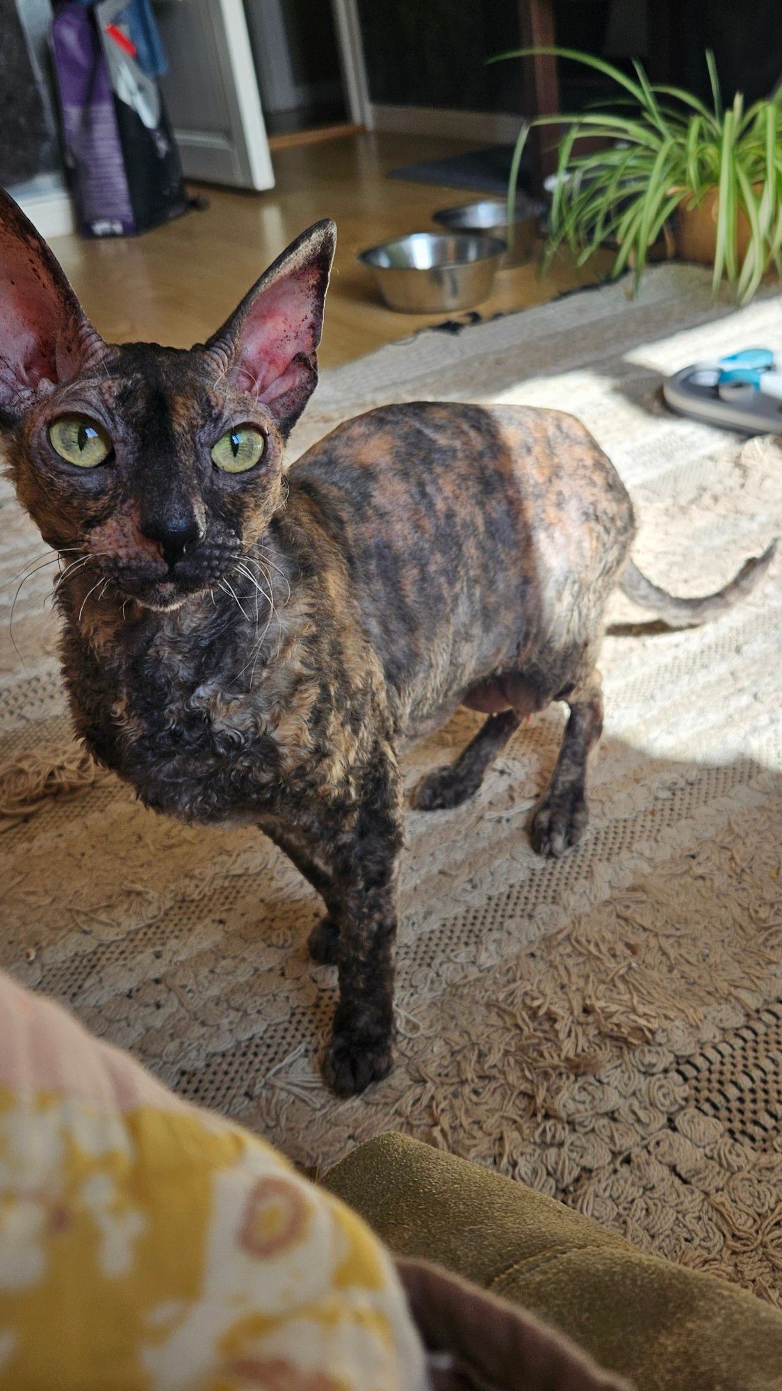 Picture of a tortoiseshell cornish rex cat with green/yellow eyes