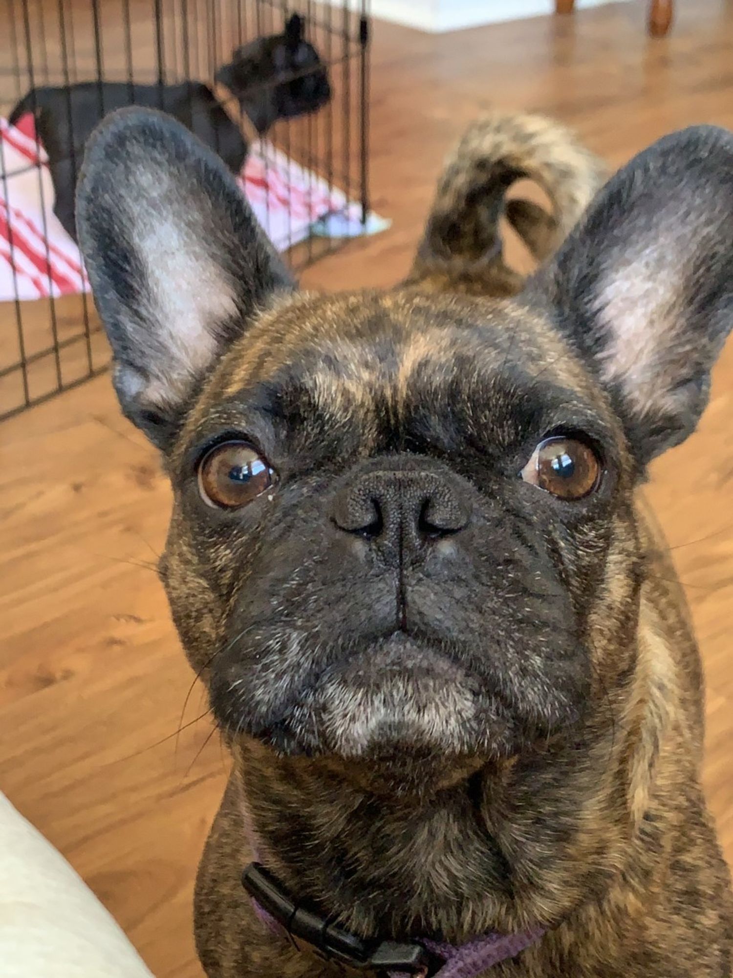 A frug mother looking at the camera