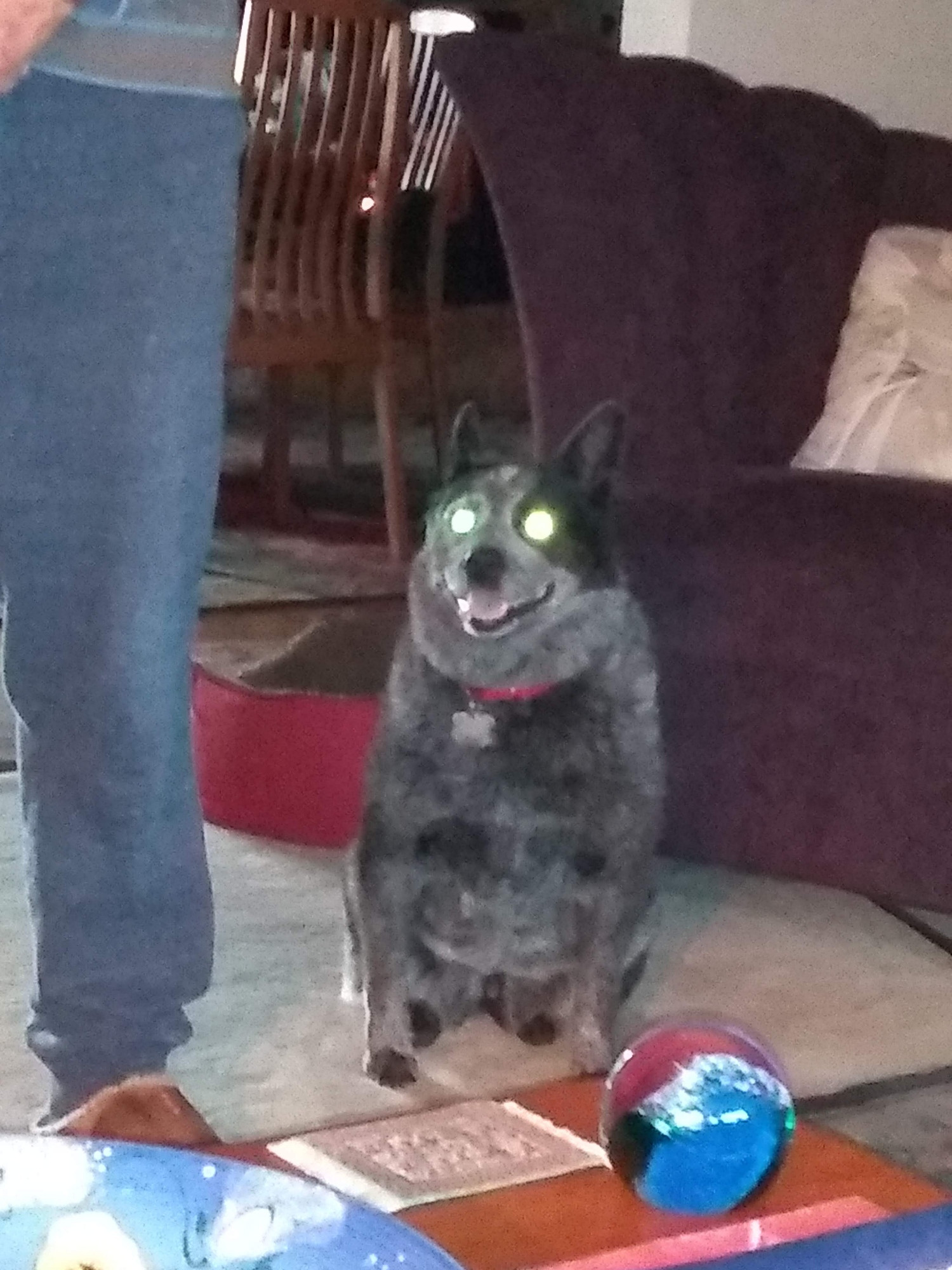 Australian Cattle Dog with eyes lit up like a common everyday demon.