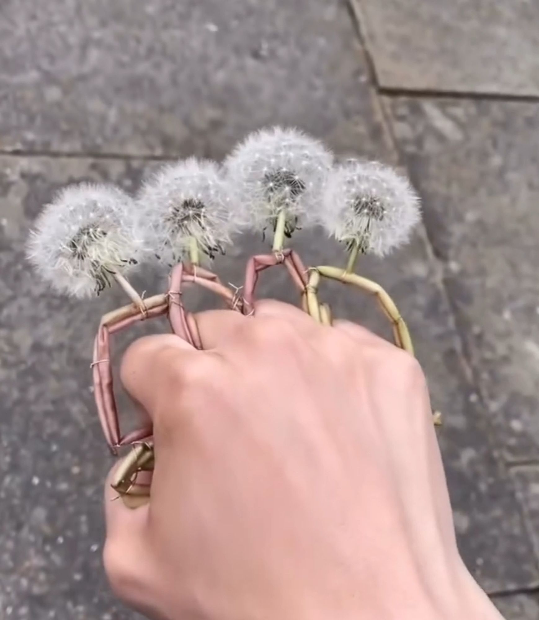 dandelion brass knuckles