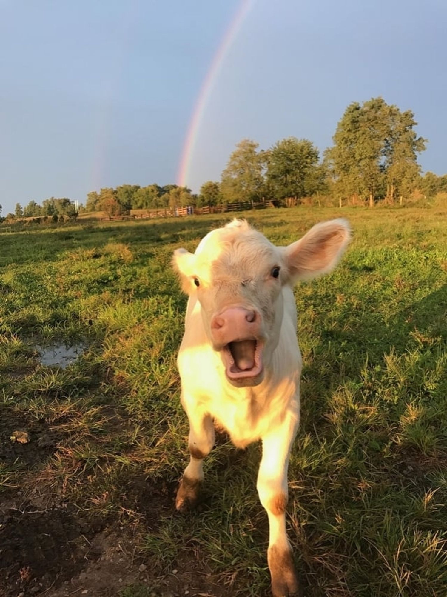 baby cow running at the camera. looking either happy or murderous. rainbow in the background