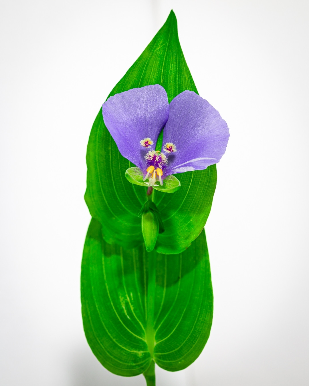 green leaves behind a purple flower with yellow danglers in the middle. background is bright white