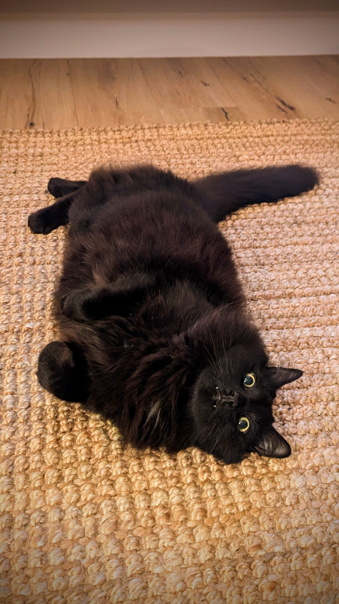 My black cat Minnow, rolling on the jute rug and looking back and up at the camera. Her incisors are slightly protruding which indicates she has devilry on her mind