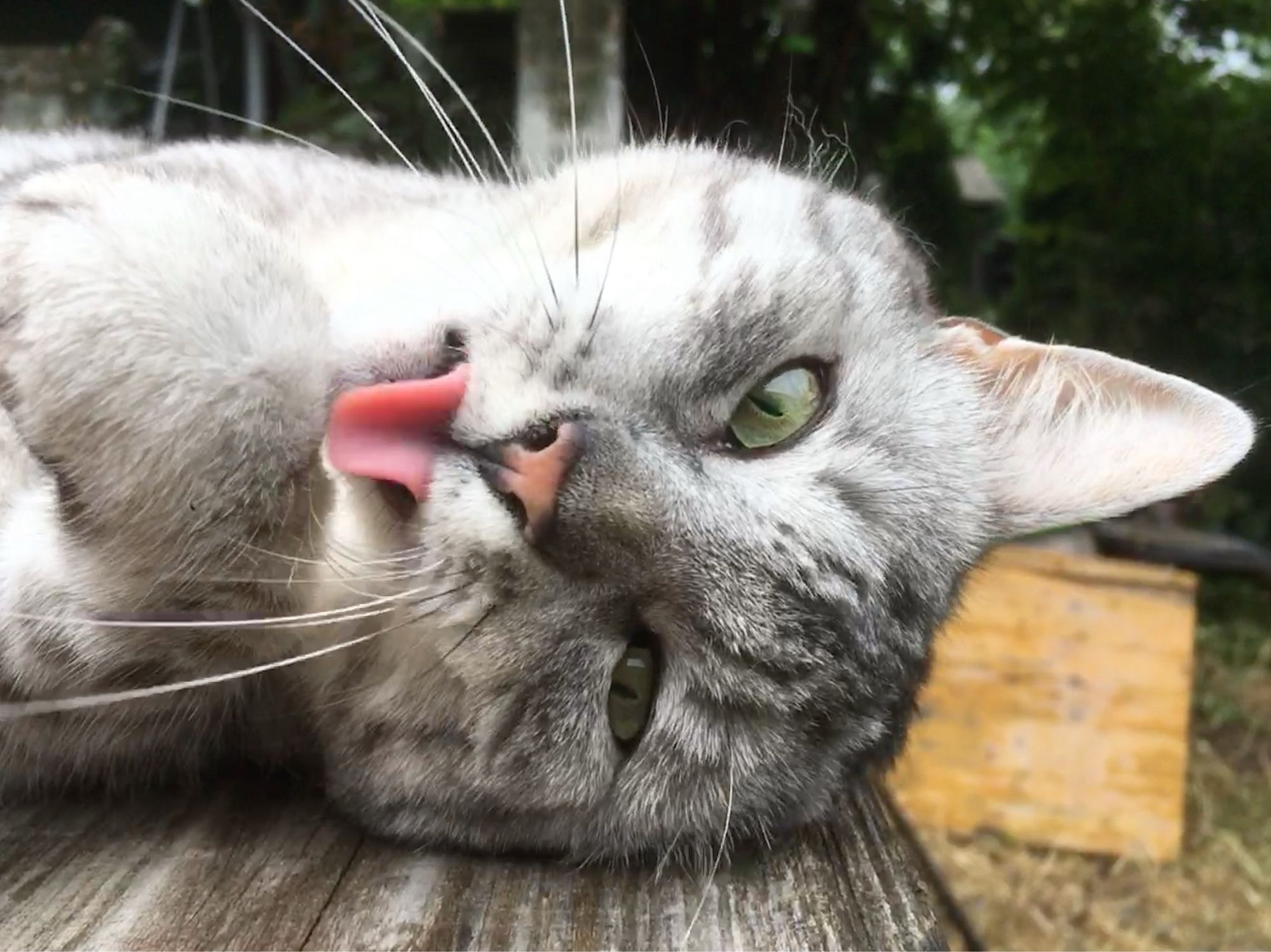 Katze im Porträt, Kopf liegt seitlich auf einer Tischplatte aus Holz im Freien und hat dadurch eine leicht verschobene Mimik, zusätzlich hebt sie gerade das Pfötchen zur herausragenden Zunge, im Hintergrund grünes Buschwerk und ein Holzbrett