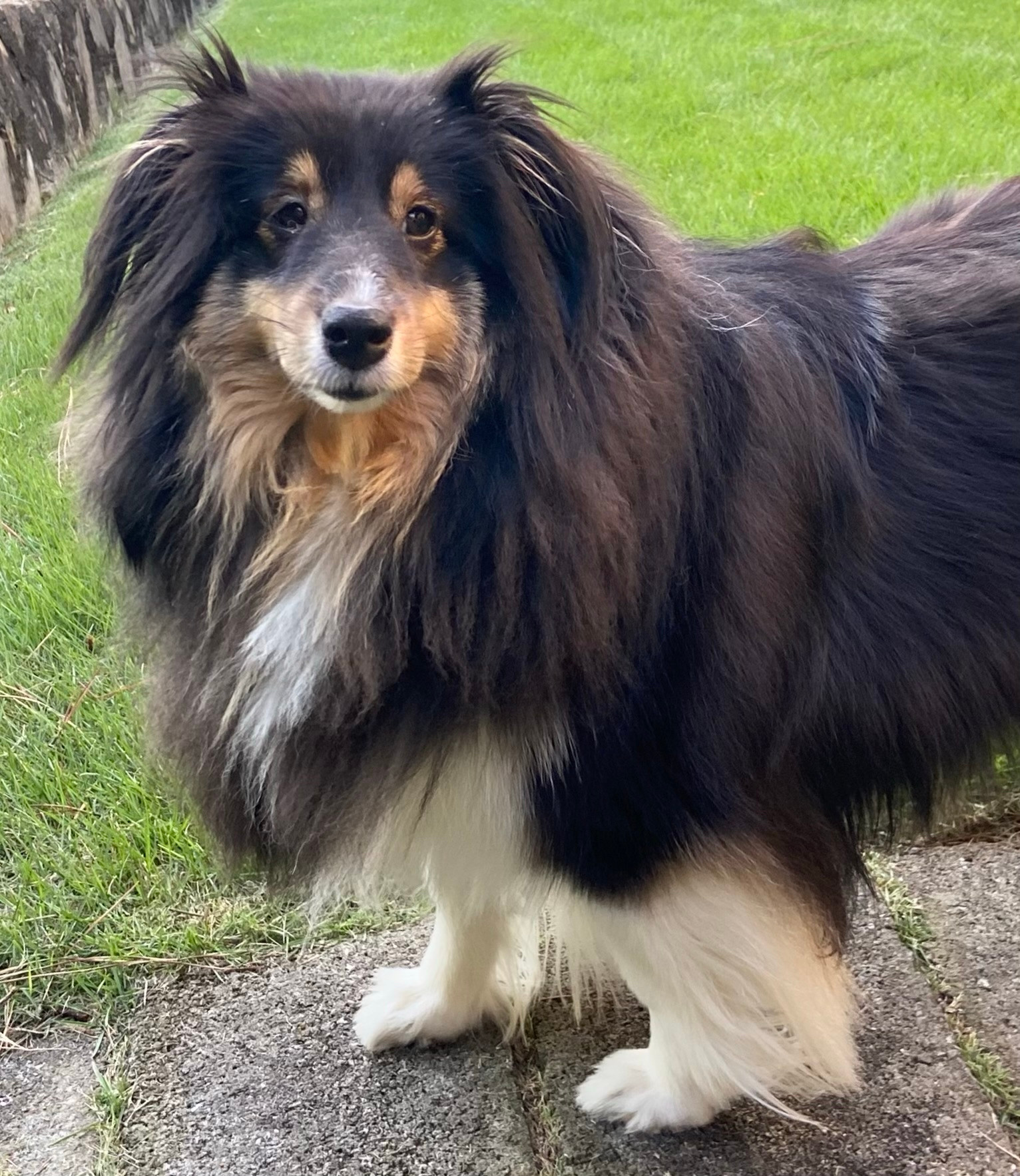 Black, white and tan Sheltie.