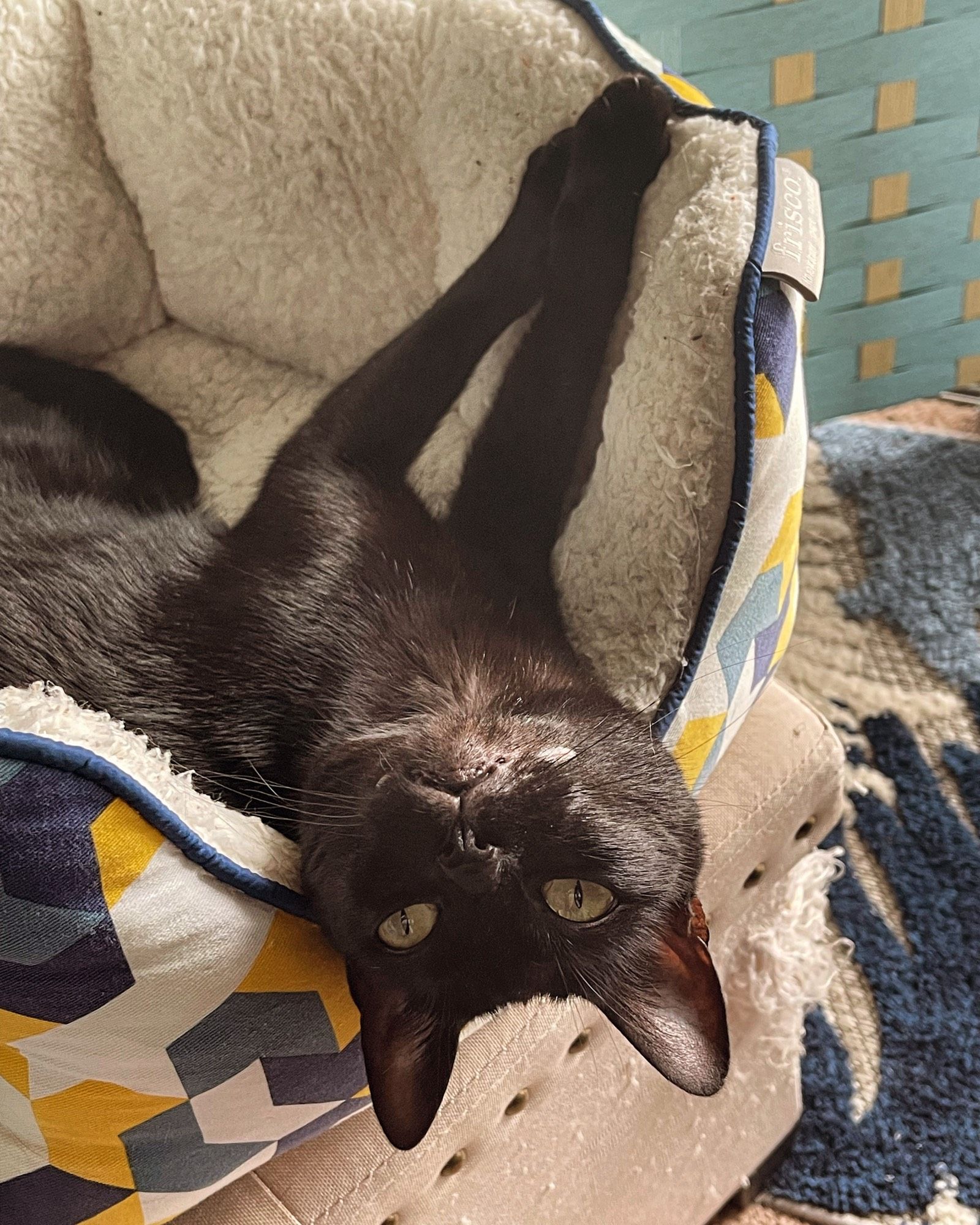 Cat leaning back in bed while staring at camera