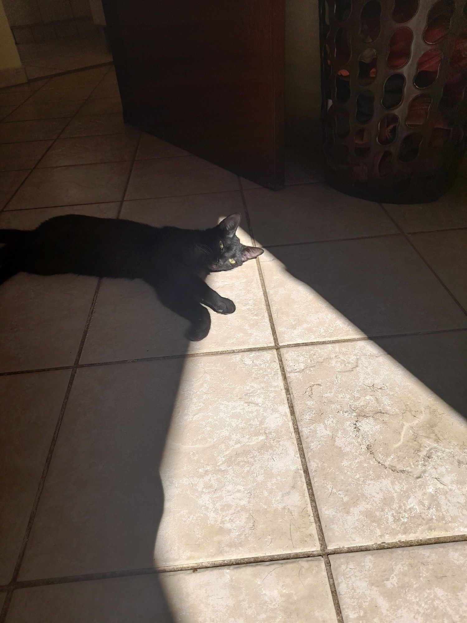 Gatinho preto de olhos verdes deitado no chão com o rosto iluminado pelo sol que vem da janela