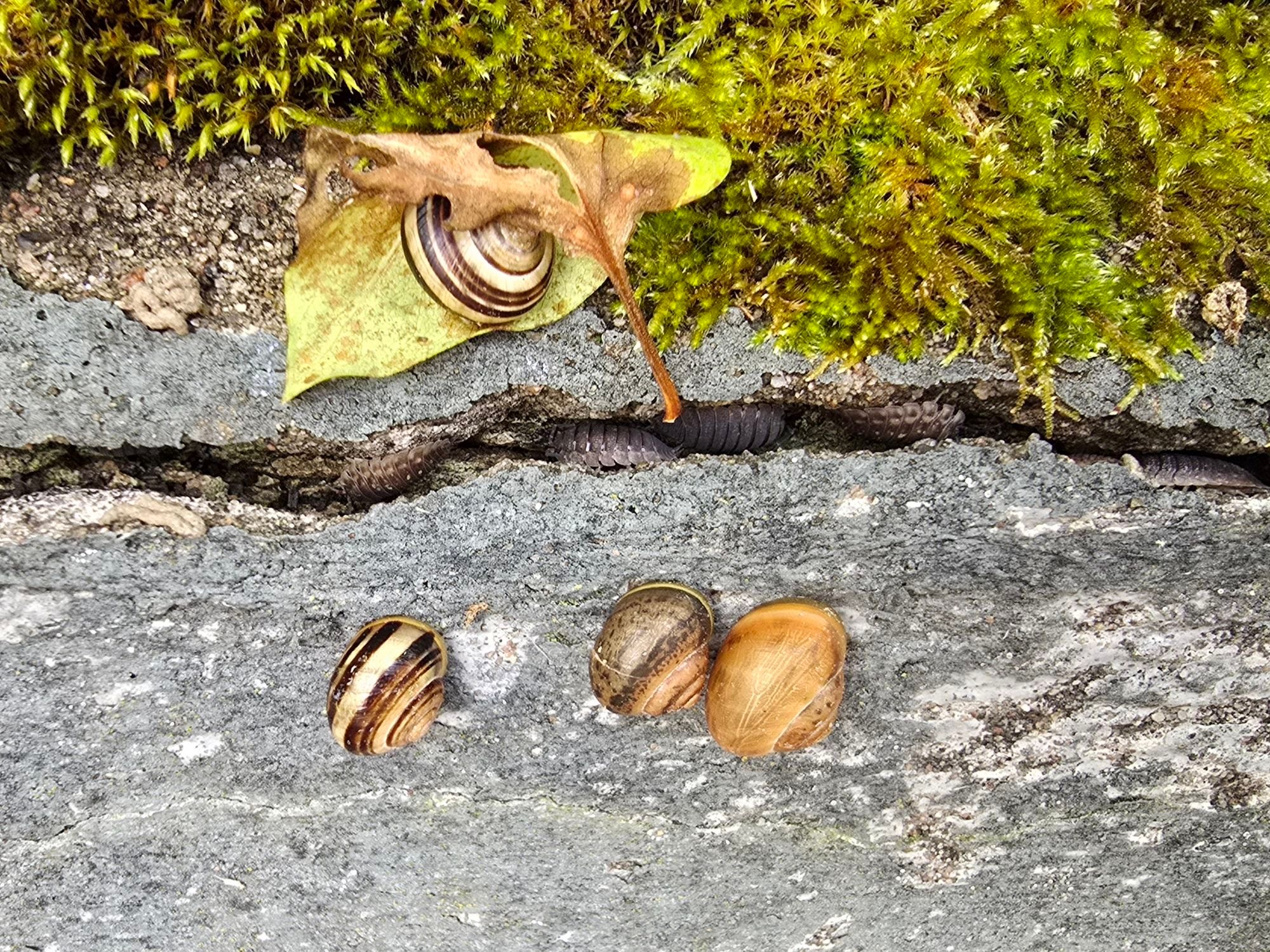 Several snails, and looking carefully, there's woodlice hiding as well.