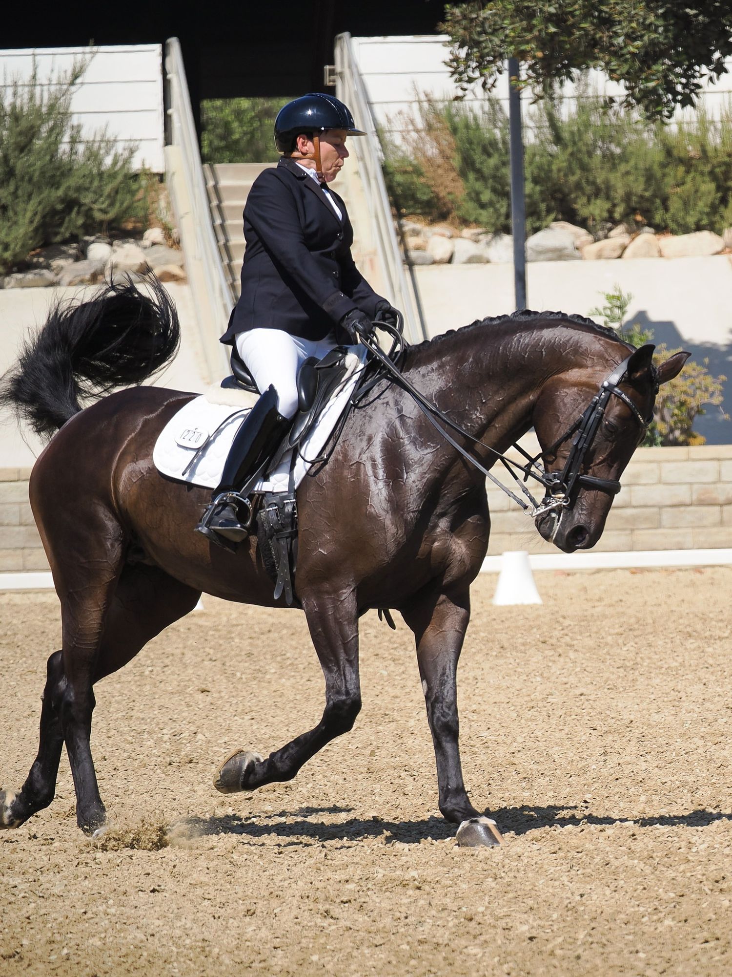 A dark bay horse mid stride, tail in the air