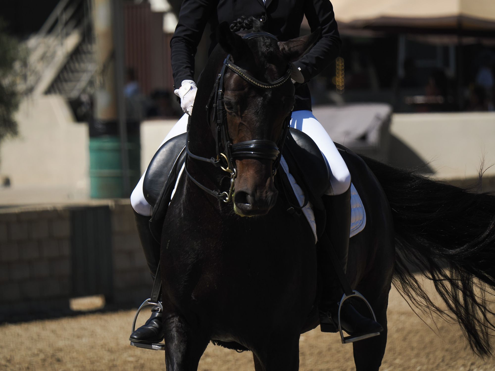 A dark bay horse switching its tail and working hard