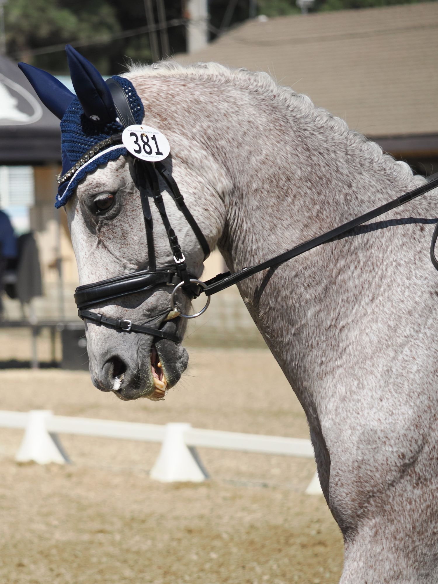 A flea bitten horse with a blue ear cap walking with its head on vertical, top teeth hanging out