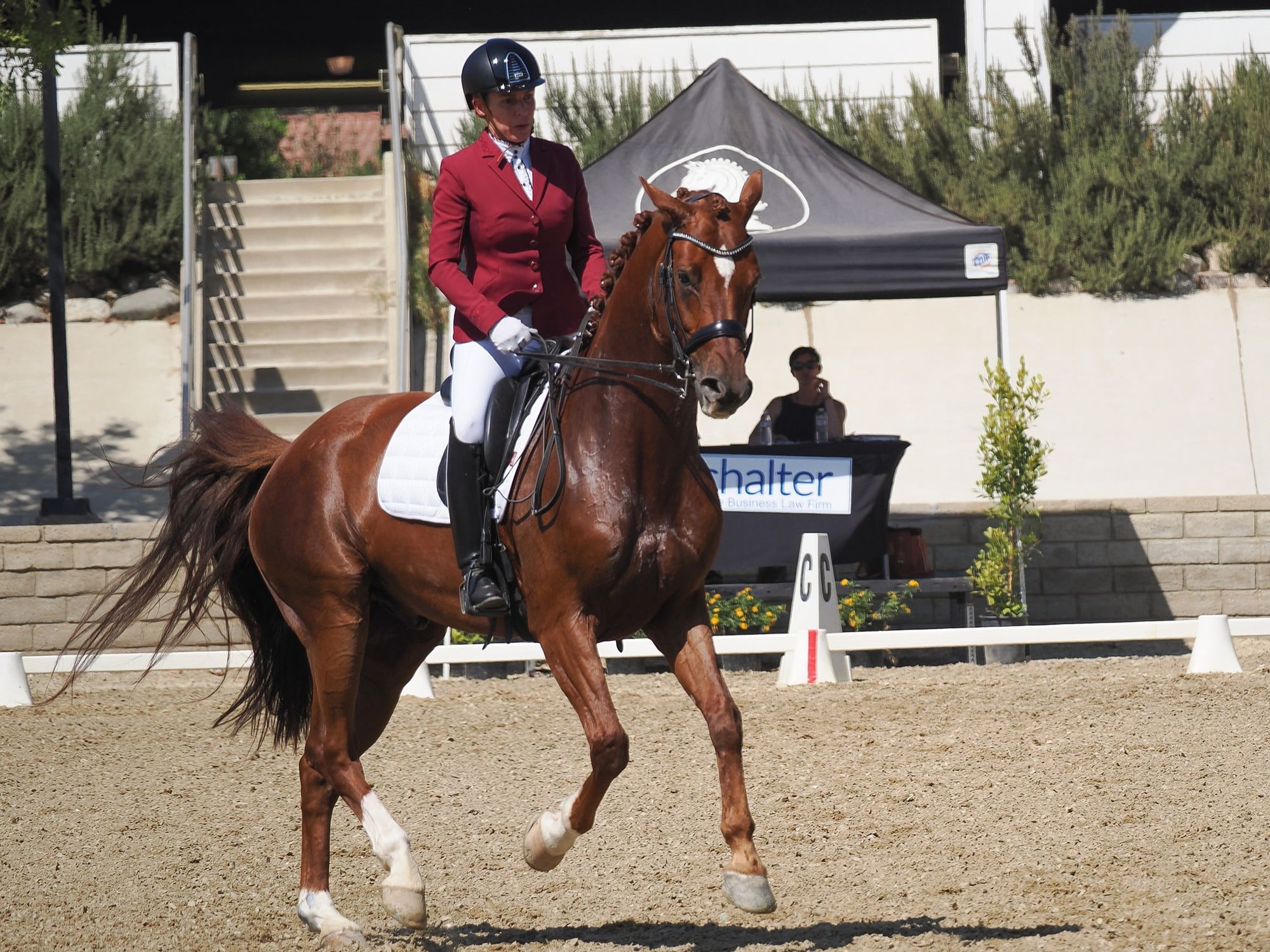 A bay horse on the move in the dressage ring