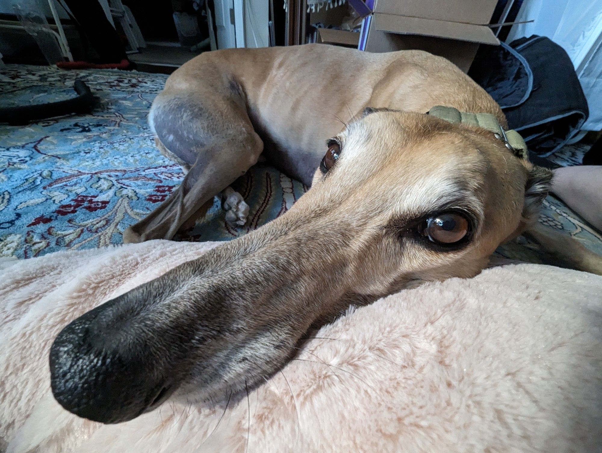 A fisheye close up of pippin's snoot, making it look extra long