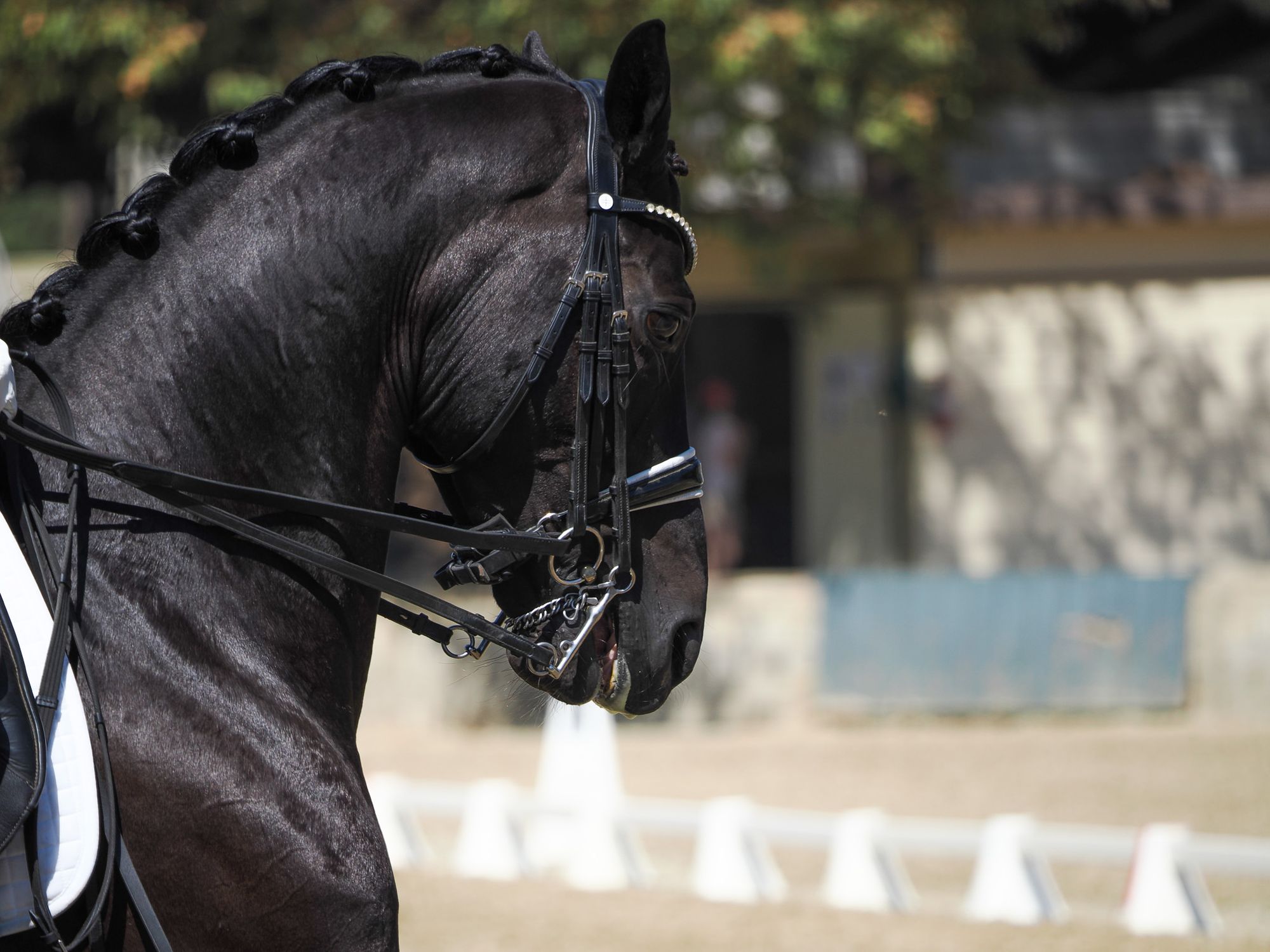 the head and neck of a black horse doing dressage