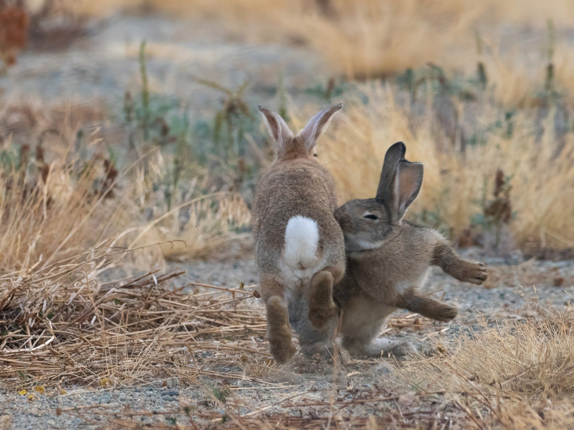 the grey-brown rabbit lands a bite on the side of the reddish rabbit!