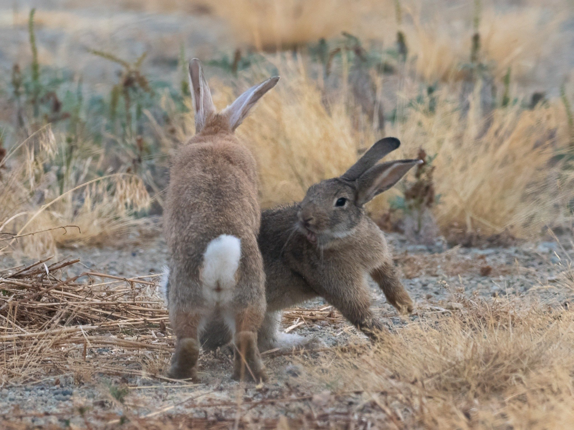 The grey-brown rabbit turns on the red one