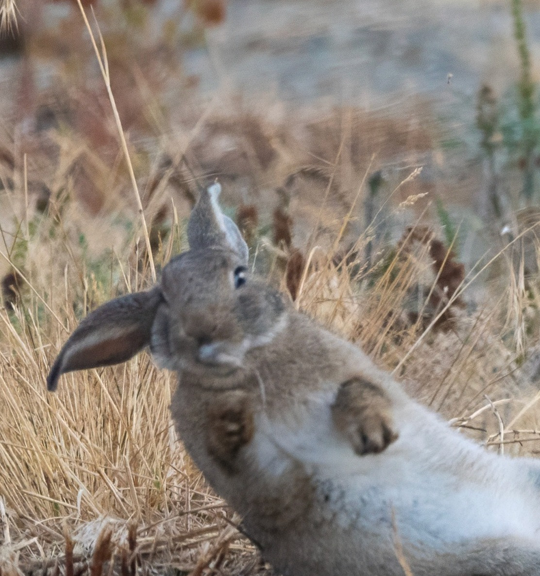 a cropped closeup of the grey-brown bunny falling