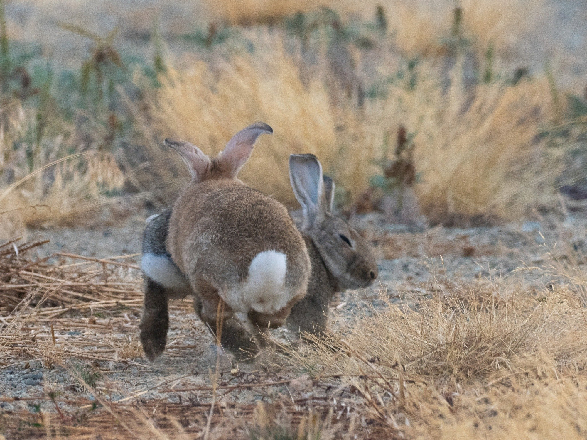 A reddish rabbit runs into the side of a grey-brown rabbig it was chasing
