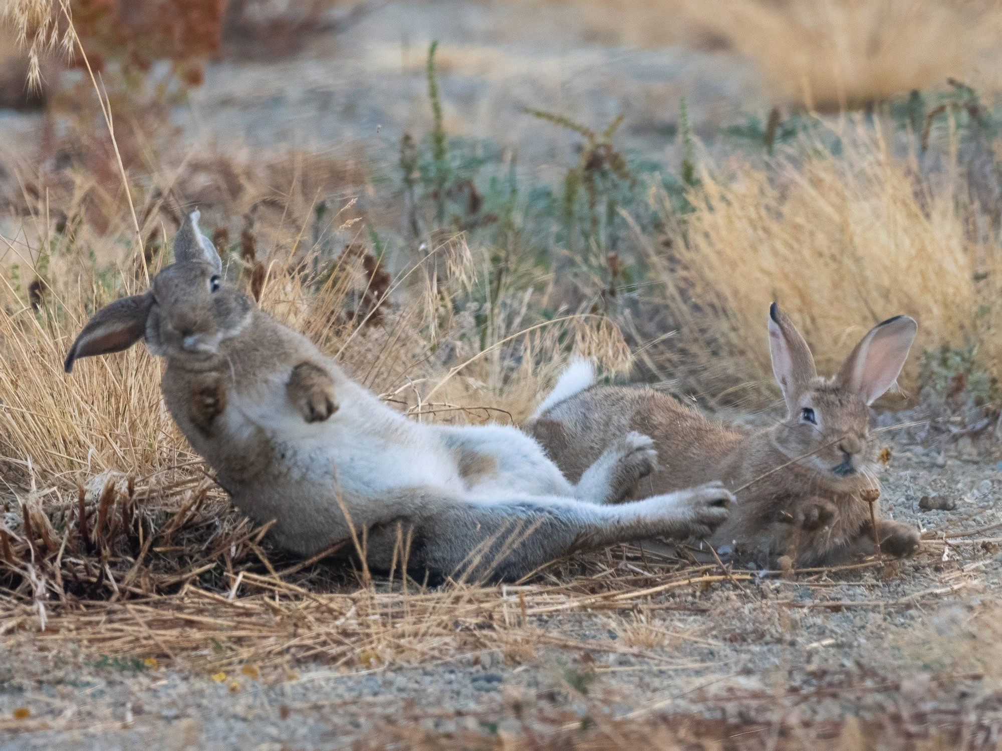 the red bun has his paws forward, the grey-brown bun is turning mid-fall, belly visible