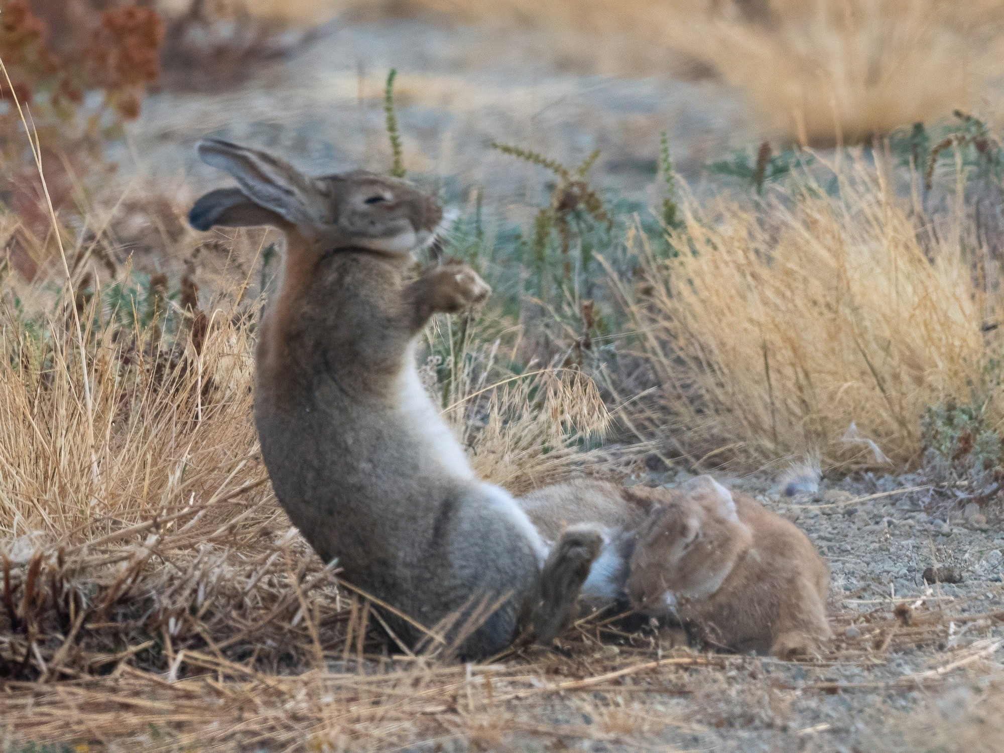 The red bun is on the ground. They grey-brown bun is falling backwards