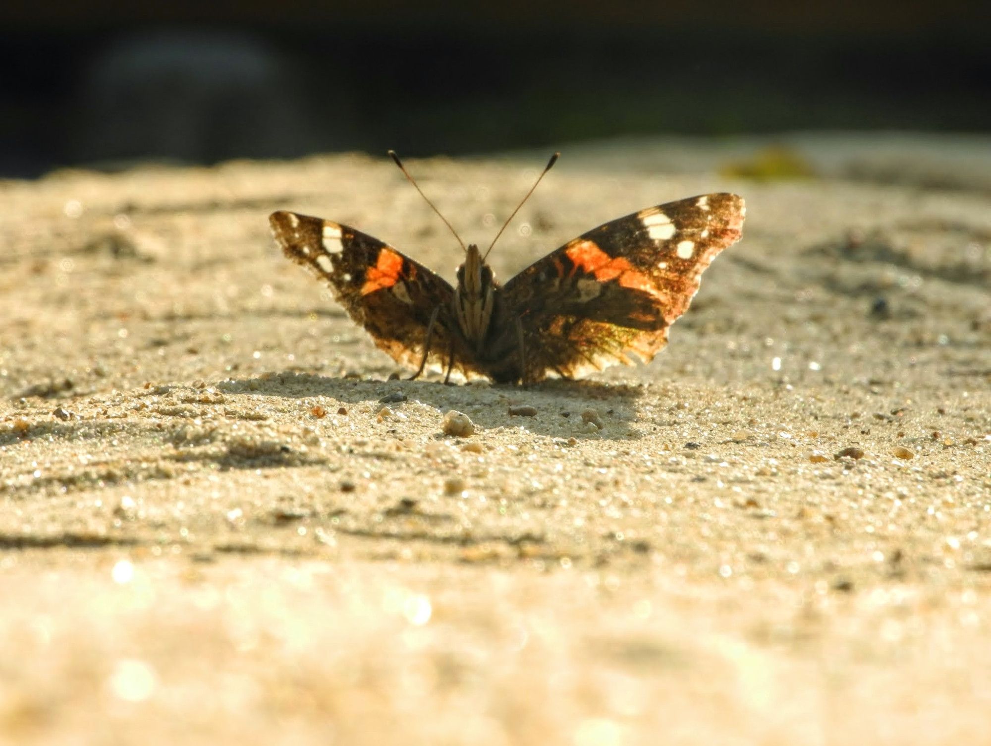 Querformat. Ein schwarzer Schmetterling mit ausgebreiteten Flügeln und orange und weißer Musterung auf Augenhöhe. Der Schmetterling sitzt auf einer sandigen Oberfläche.