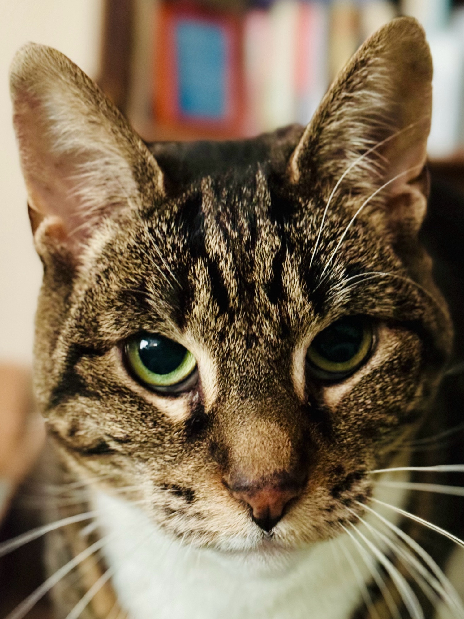 A very cute cat in portrait mode