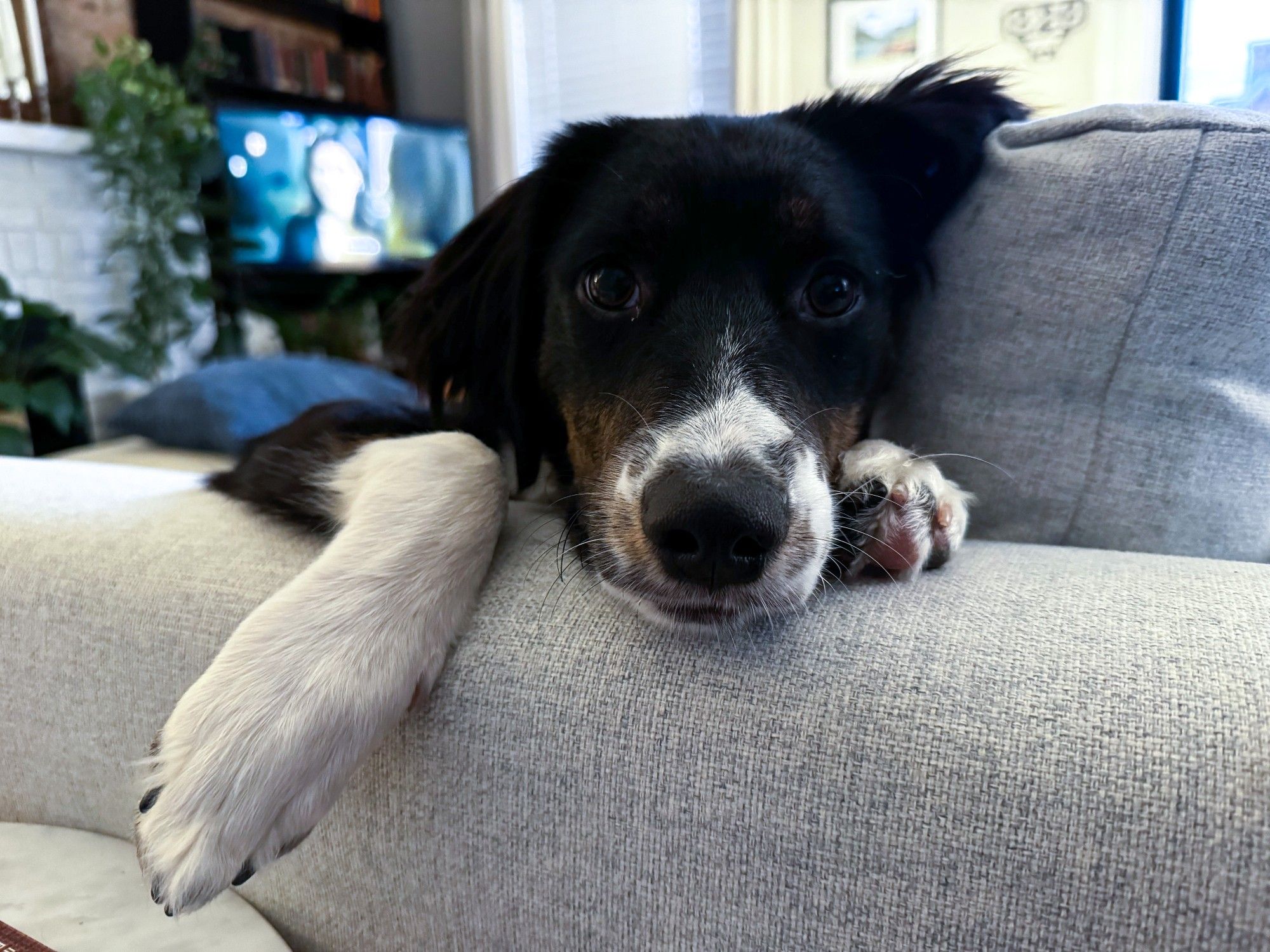 a black white and brown puppy looking at the camera