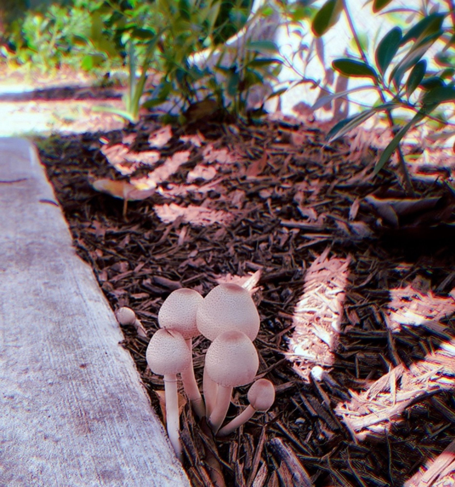 mushrooms