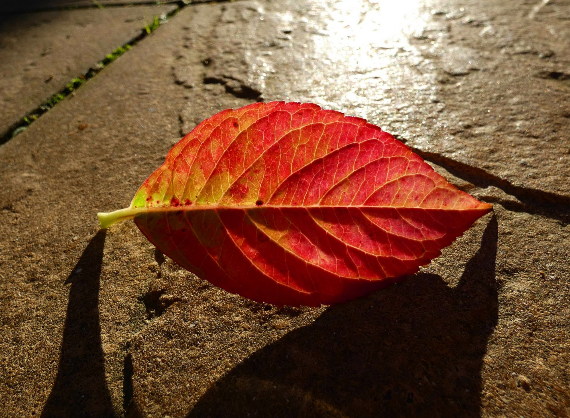 A leaf showing the red and yellow hues of Autumn.