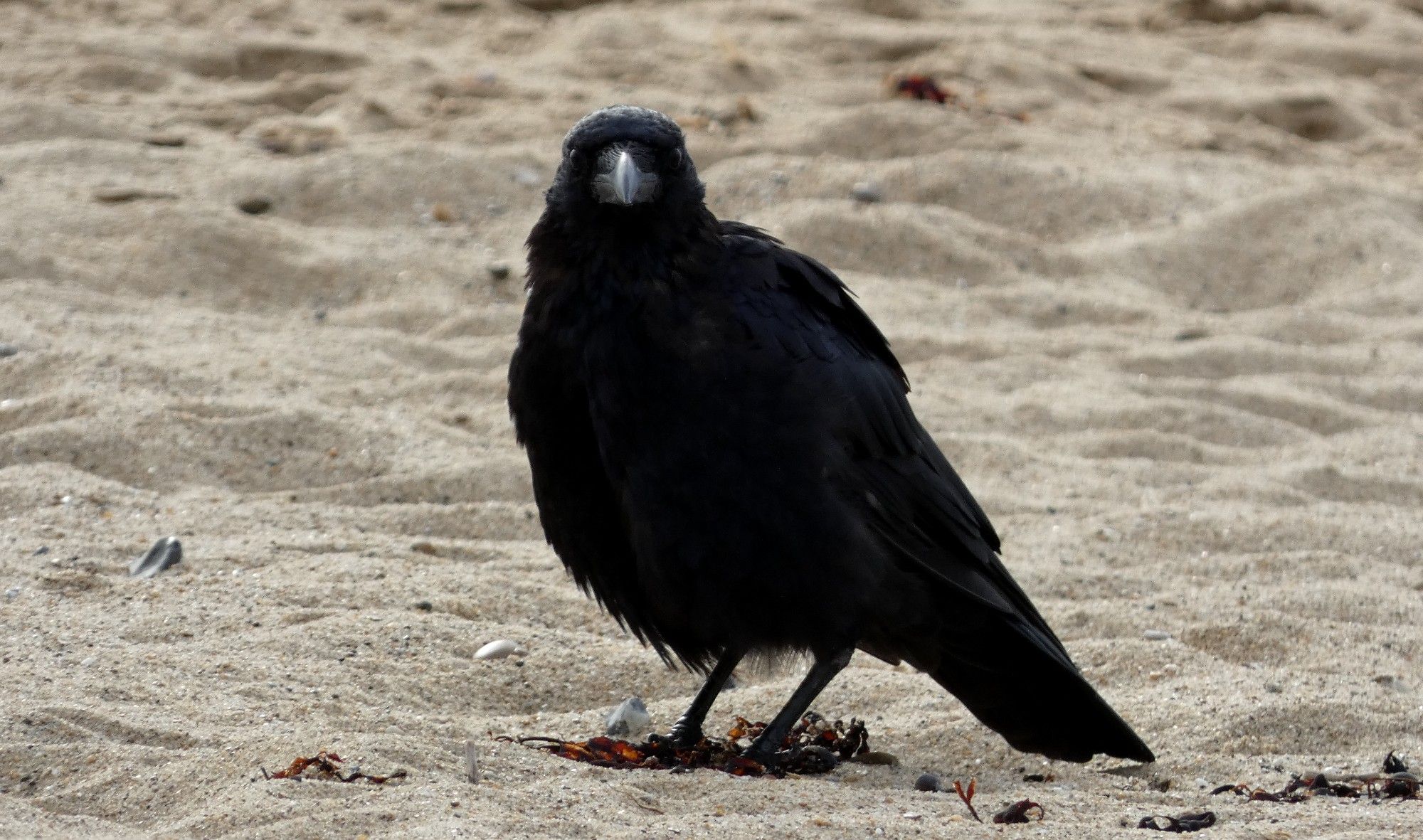 A large crow on the beach.