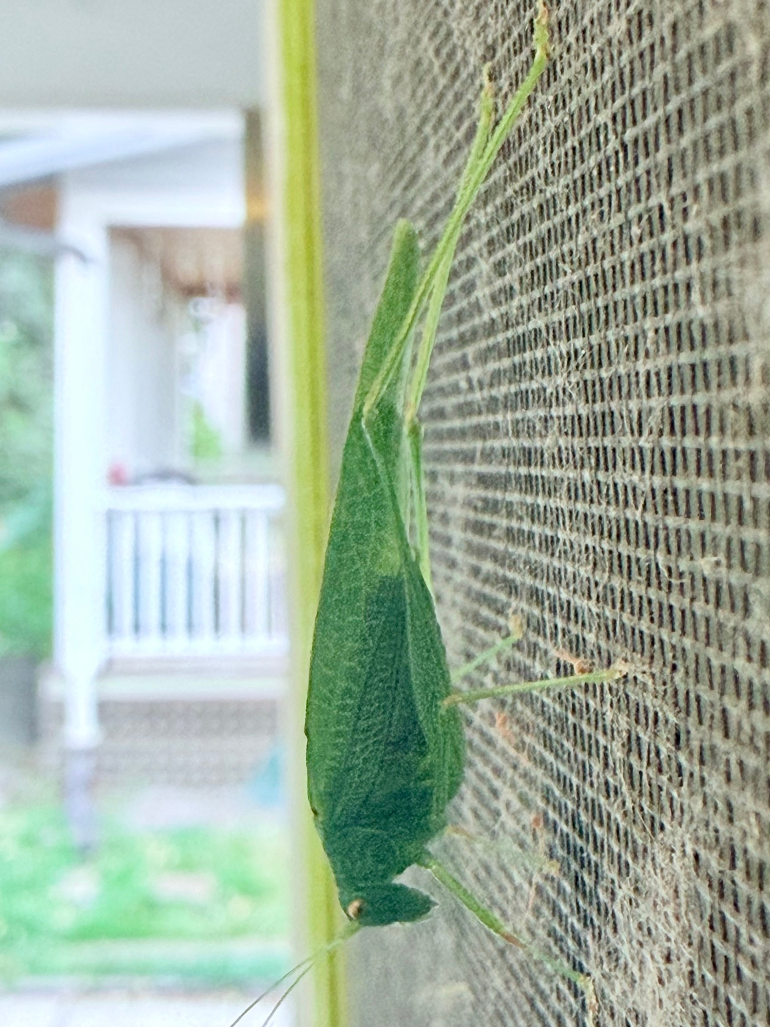 A very green grasshopper clinging to a screen door, head facing down. 