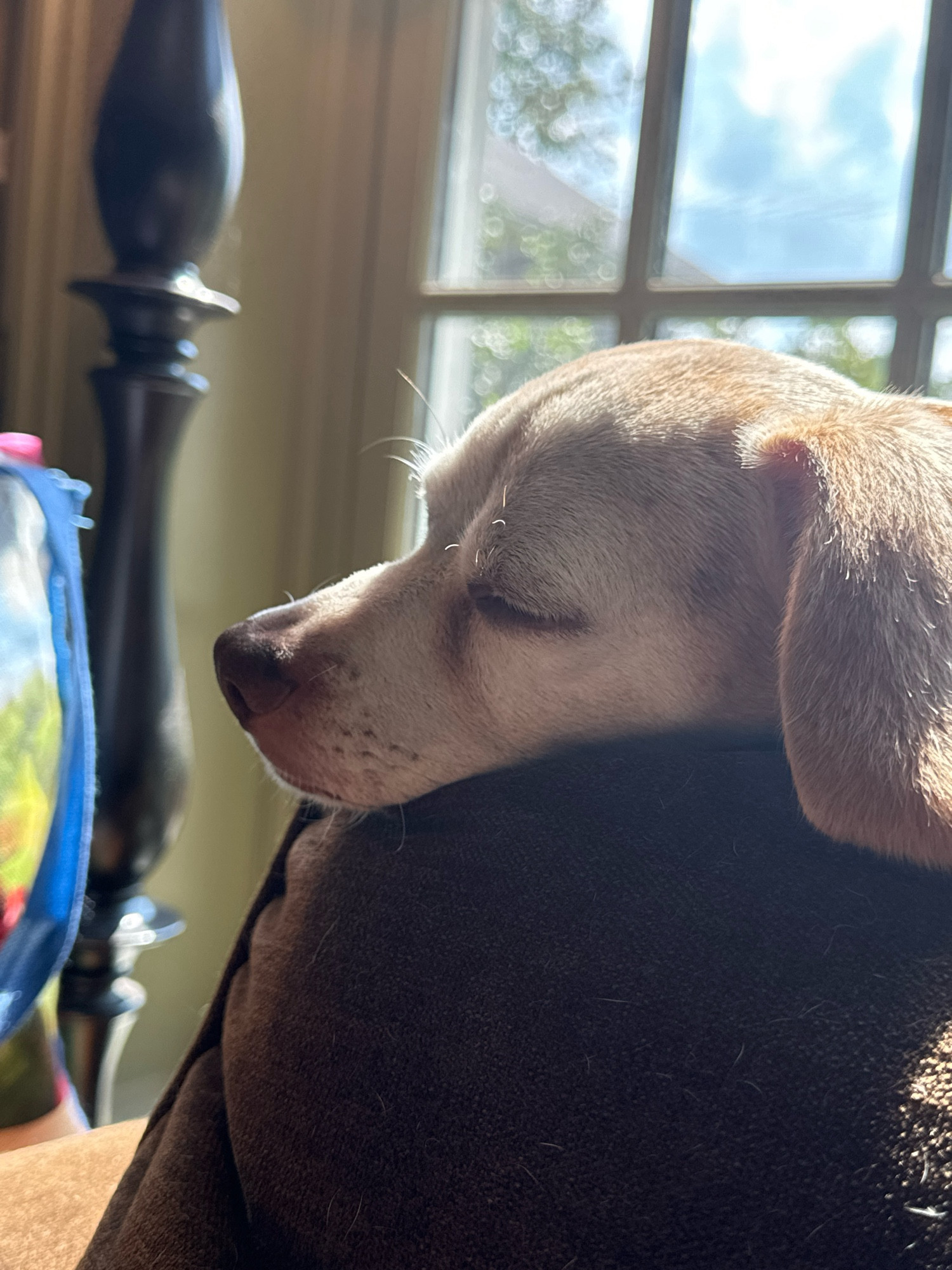 Picture of a beagle who is dozing on a pillow in the sun