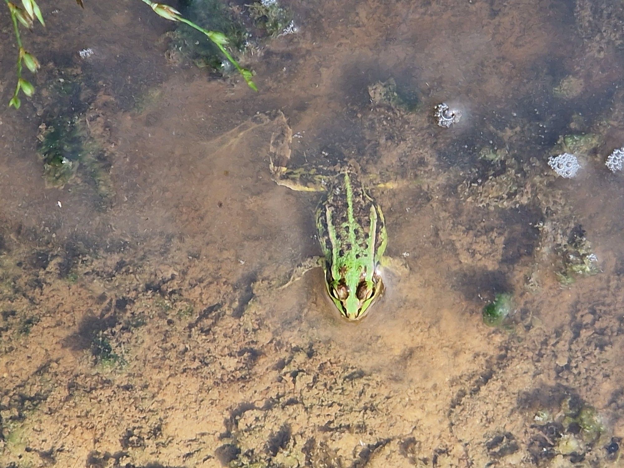 Grüner Wasserfrosch in Pfütze