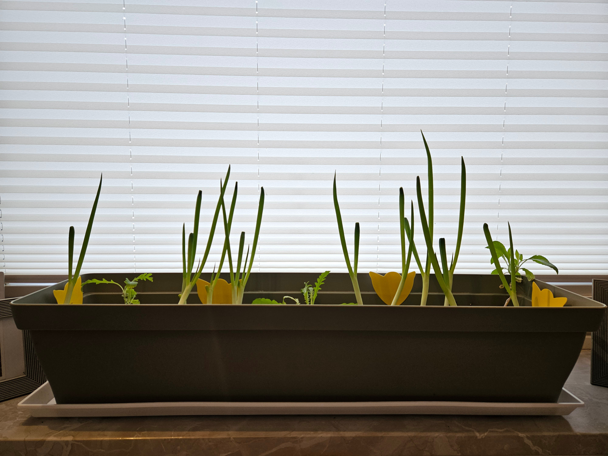 Photo of a window box with spring onions & rocket.