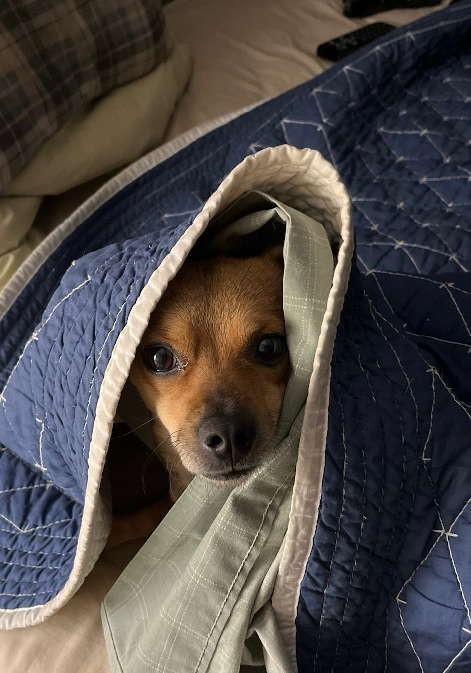 Small brown chiweenie named Louie peeking out from beneath blue and green bedcovers.