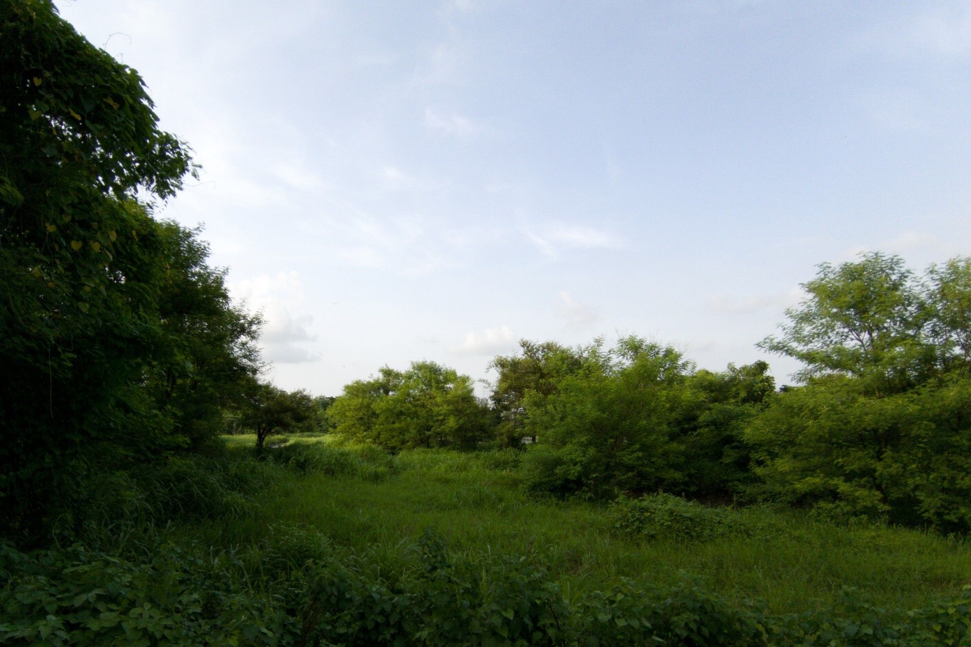 A landscape picture of vibrant greenery, with thick tall grass and a few lines of rainforest-style trees, taken during golden hour in the evening with a minimal amount of wispy, sparse clouds visible in the sky