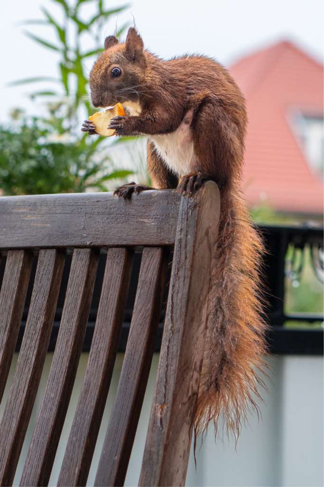 Eichhörnchen Einstein sitzt nass und mit einem Stück Apfel in den Pfoten auf einer Stuhllehne.