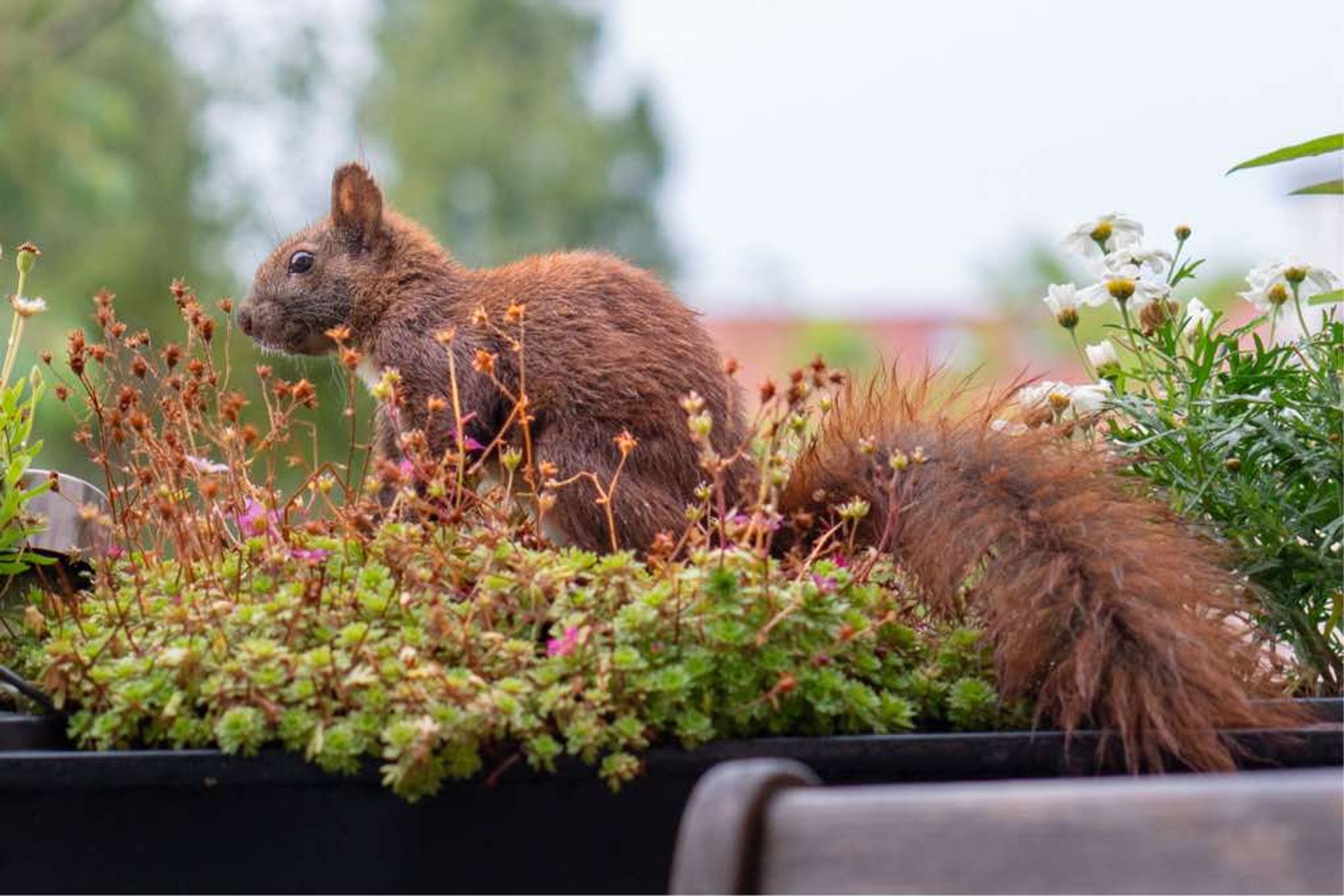 Eichhörnchen Einstein sitzt nass in einem Blumenkasten voller kleiner lila Blüten.
