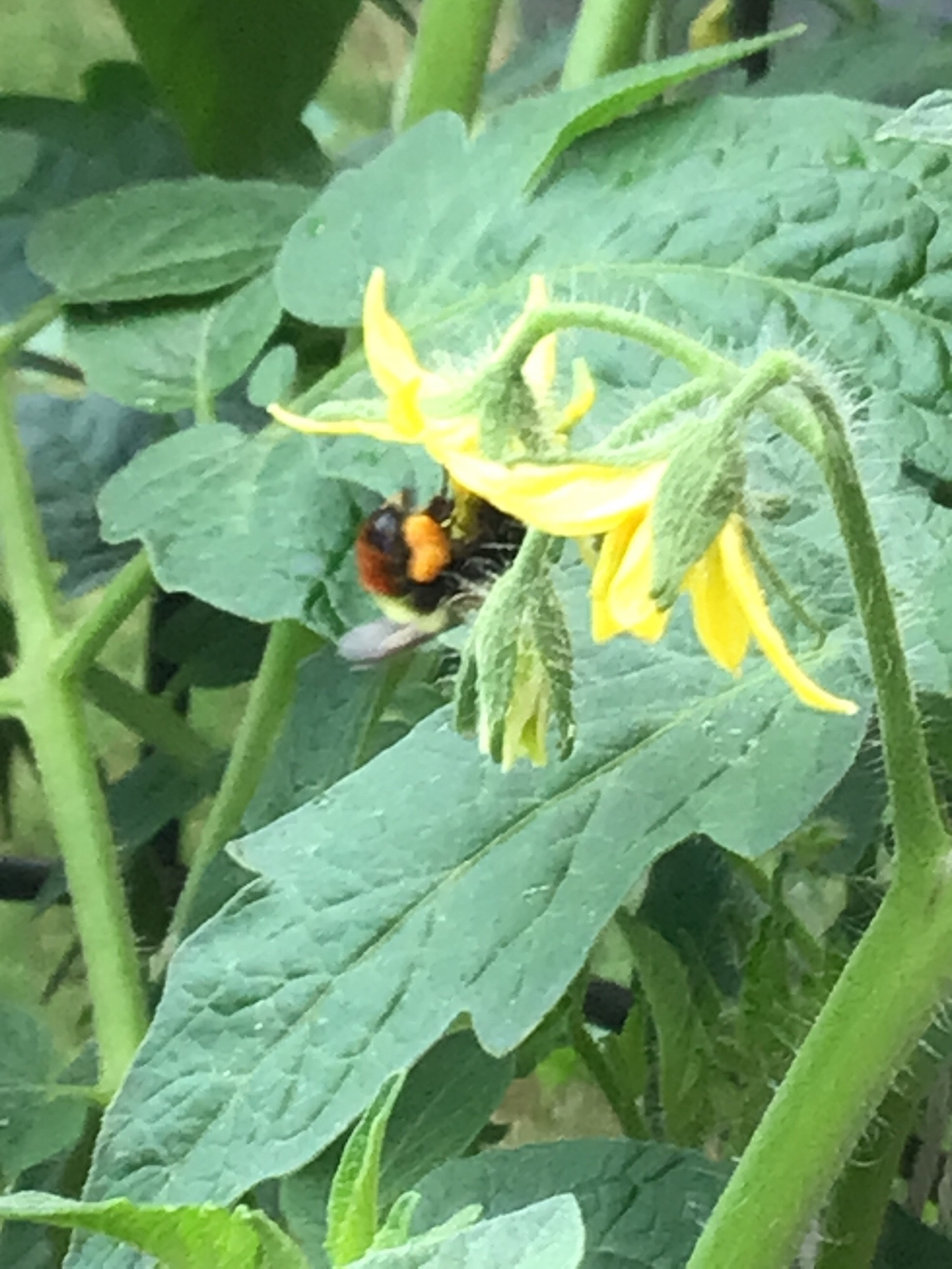 Tomatoe leaves with a single yellow flower, and a bubble bee collecting nectar from it