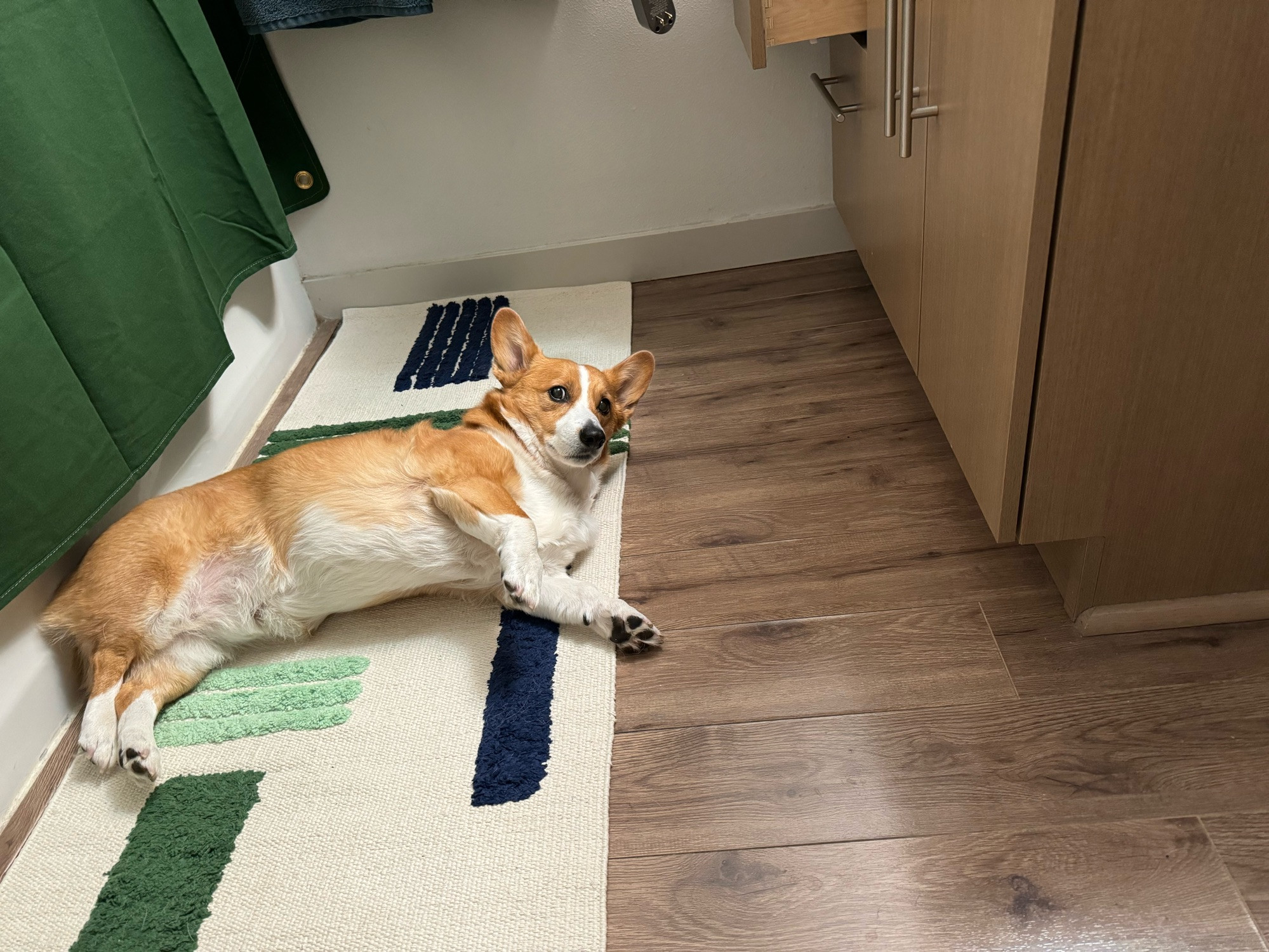 Picture of corgi laying on bathroom floor stretching and looking very concerned