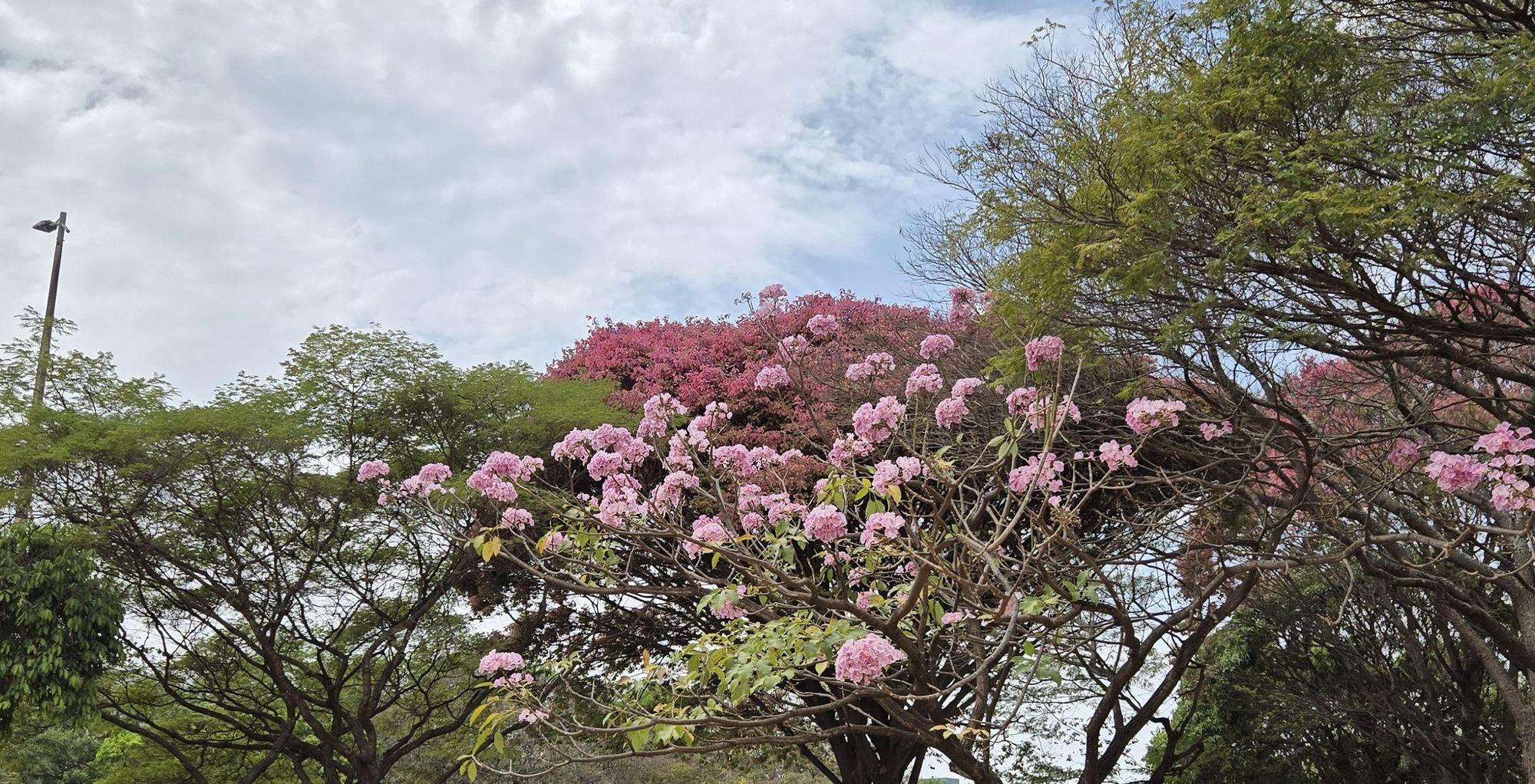 Ipê-rosa florido com uma sapucaieira de copa bordô ao fundo, sob um céu nublado, no início da primavera, em Brasília.