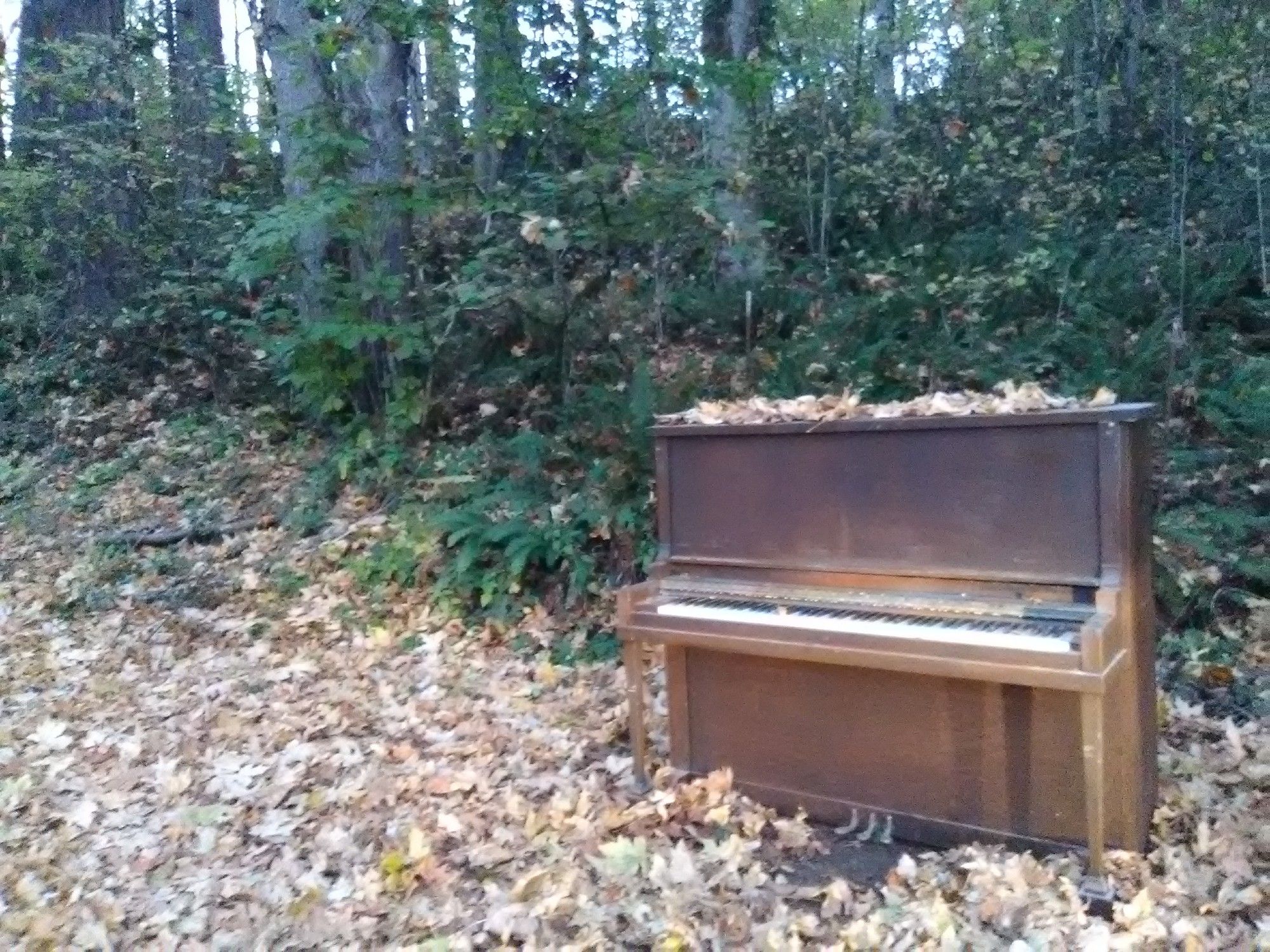 A photo I took of an abandoned old upright piano, sitting amongst fallen leaves and greenery near a dirt path.