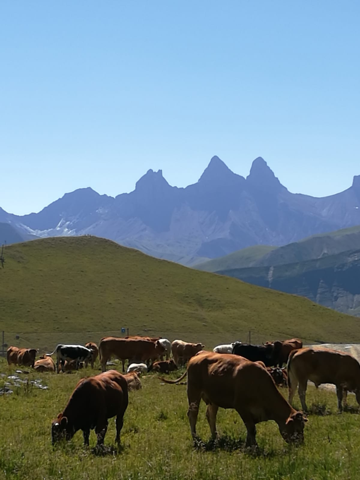 Des vaches en alpage. Arrière plan: les Aiguilles d'Arves, Savoie, les Alpes françaises.