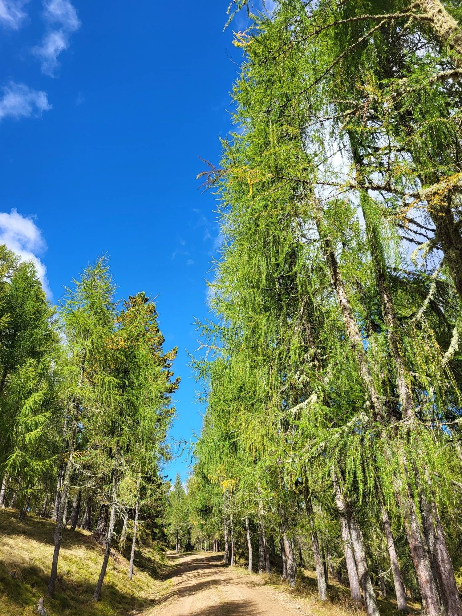 almweg im wals bei blauem himmel