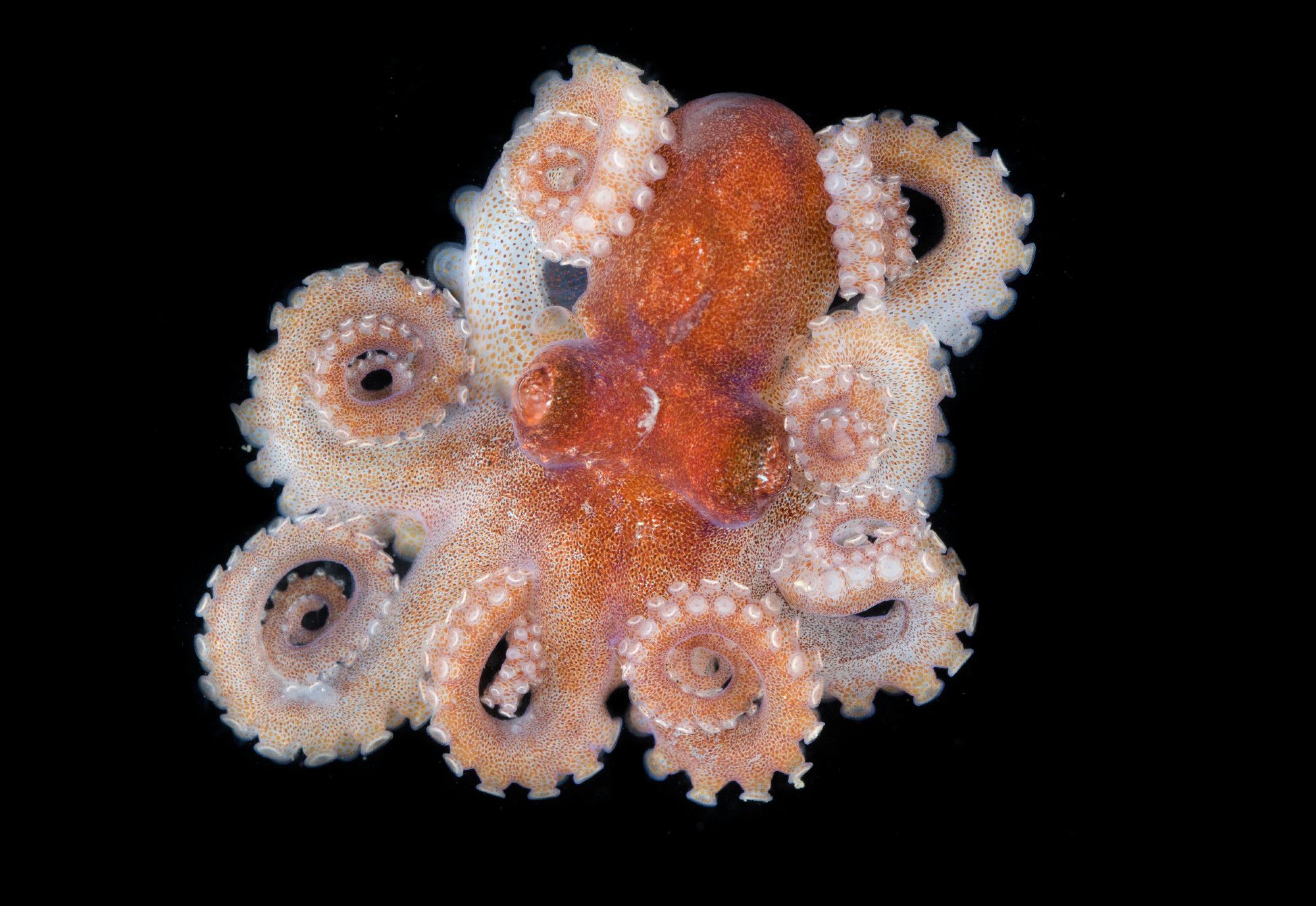 Overhead photo of a small orange and cream-colored octopus. The orange mottled head is centered with its eight cream and pink-colored tentacles individually coiled around themselves around the perimeter of the body. It's cute and kind of looks like candy. Solid black background.