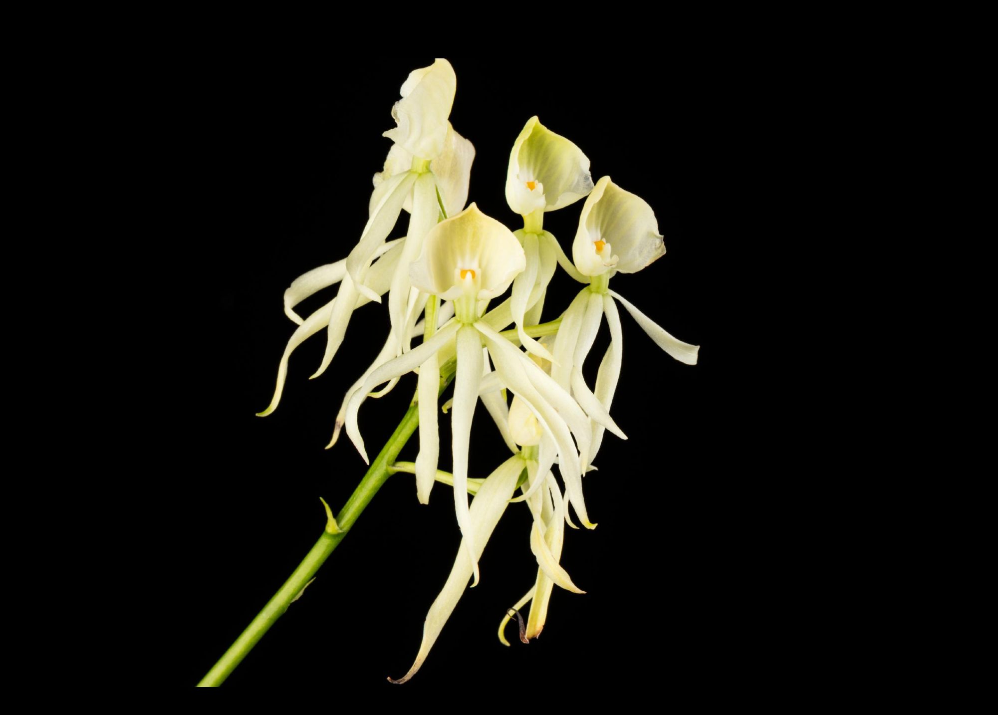 Photograph against a solid black background. A delicate green orchid stem supports four pale yellow/green/cream flower clusters. Each cluster has a kind of petal head at the top with an octopus-like body of petals dangling beneath it. It looks like a collection of little octopus ghosts. 