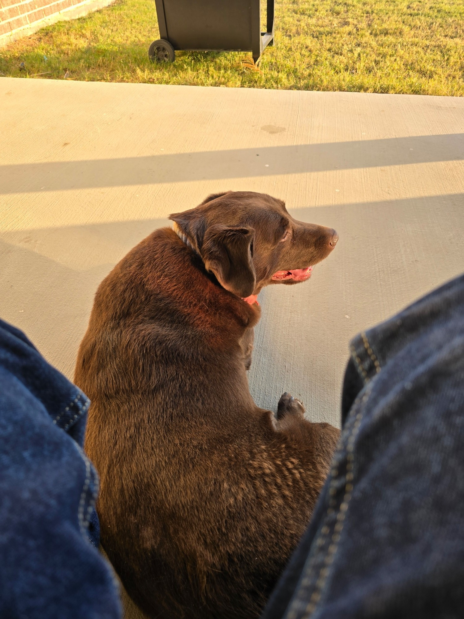 "Chocolate Lab" dog laying on porch panting happily from a perspective just above the photographer's groin due to the awkward angle and position between the two. It is a sunny afternoon.