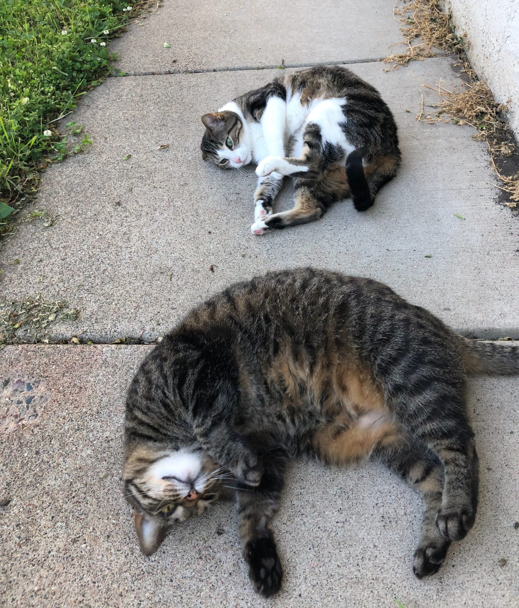 Two cats curled on their sides on a sidewalk. One is a tabby with a white face, and the other is half-white/half-tabby.