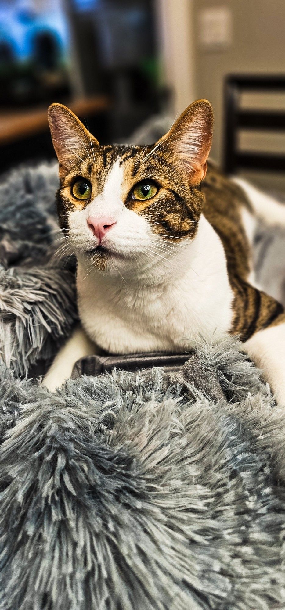 A Bengal tabby mix kitten lying on his belly in a pile of bluish gray shaggy fabric looking just above and left of the camera like he's getting ready to chase something