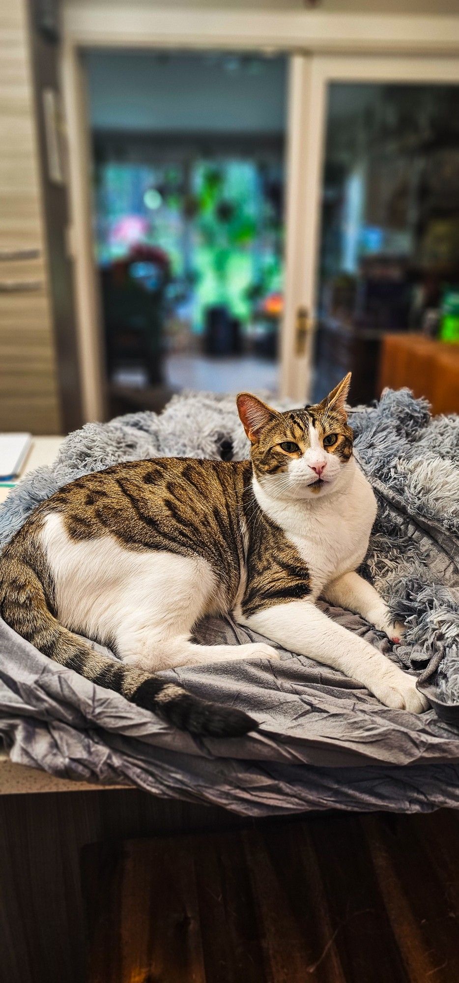 A Bengal tabby mix kitten lounging sideways on a pile of bluish gray shaggy fabric and spreading his paw over to guard his area of fabric